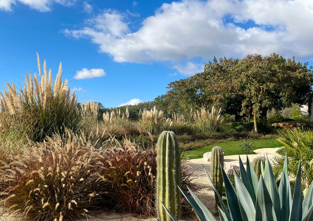 Detalle de jardín con agaves y cactus del proyecto MAGO