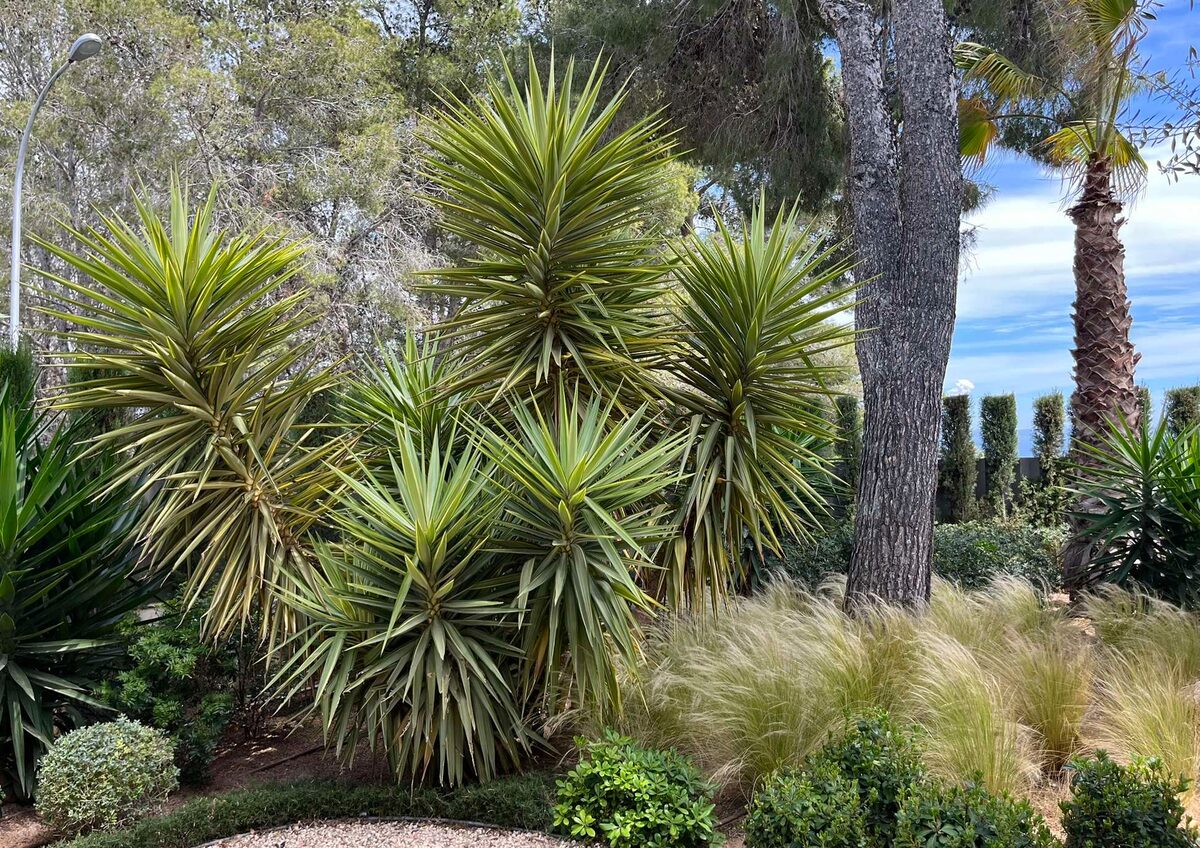 Composición de yucas en un jardín mediterráneo