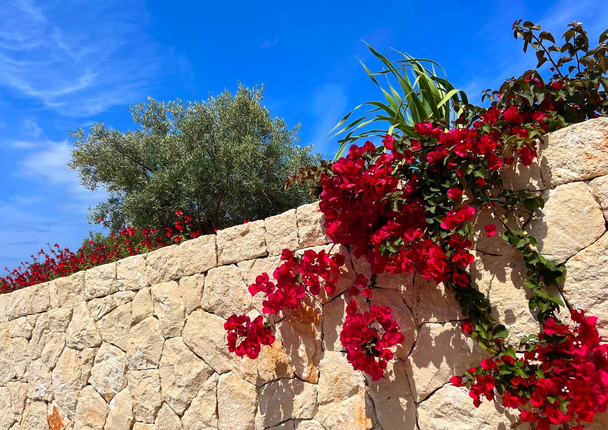 Buganvilla roja sobre muro de piedra mallorquín
