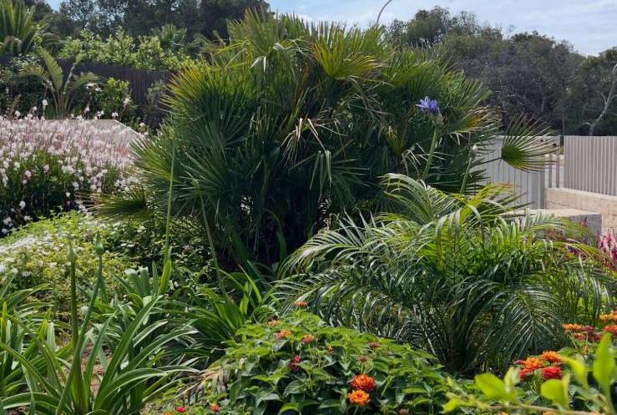 Buganvilla y flores del proyecto VIDA
